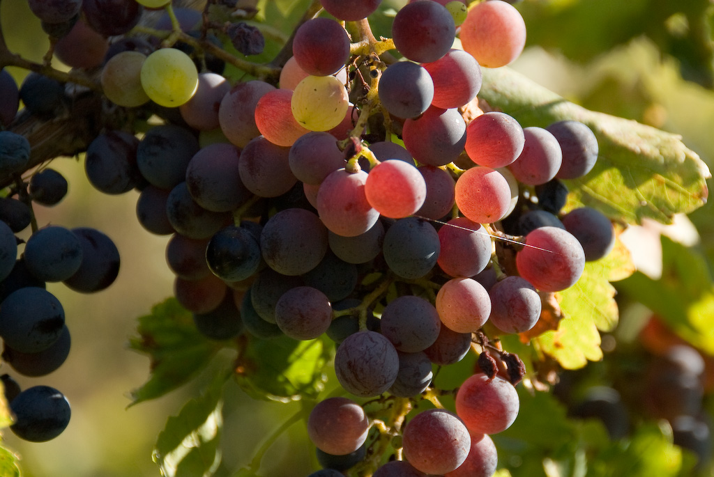 Wine grapes that have turned deep red and purple on the vine