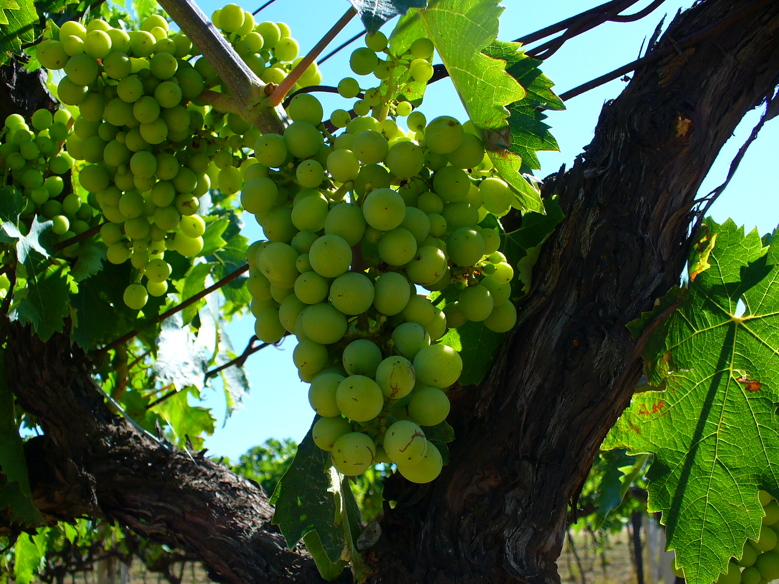 Green, unripe wine grapes hanging in the sun on a vine