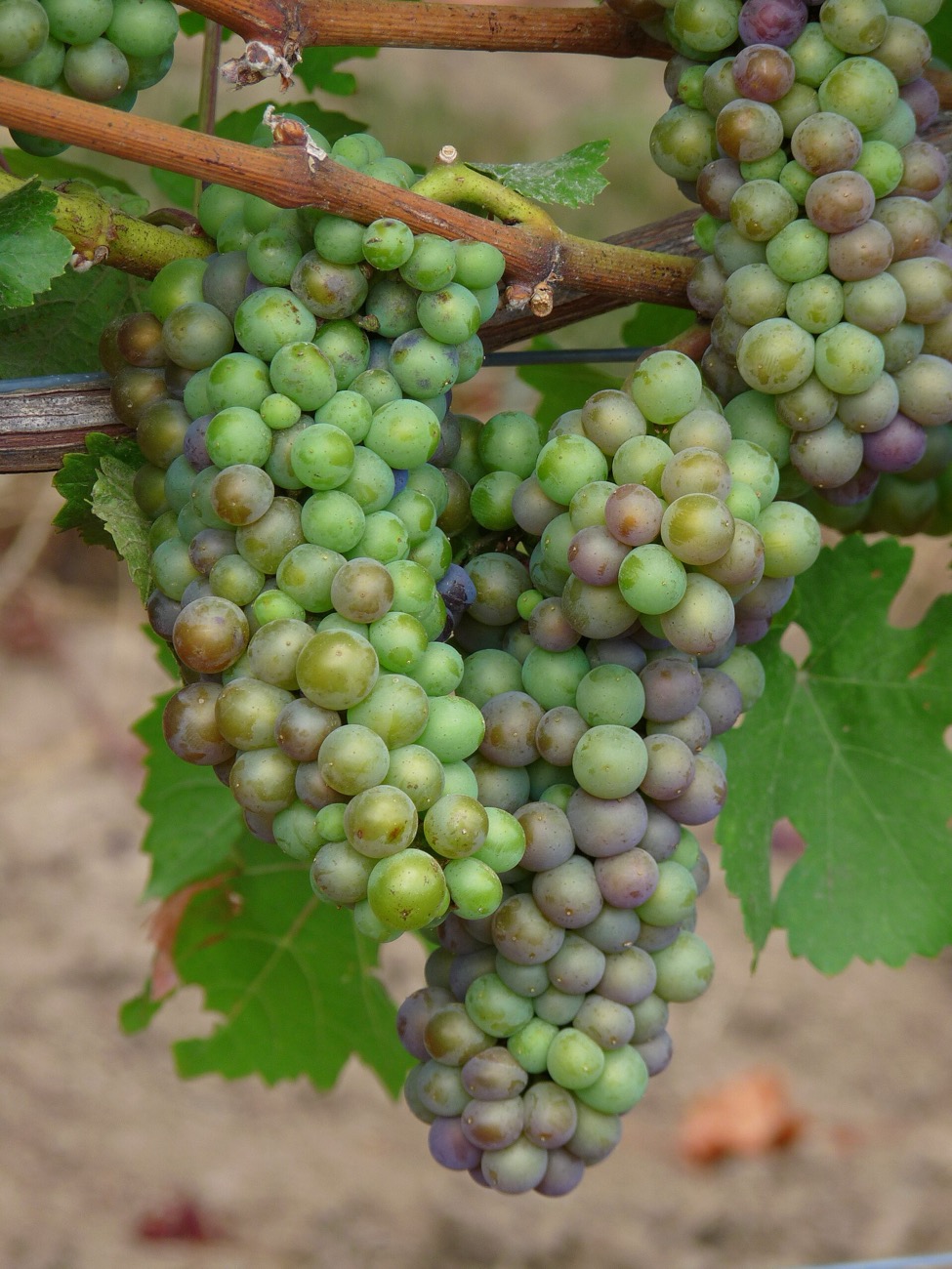 A cluster of grapes with green berries starting to turn purple